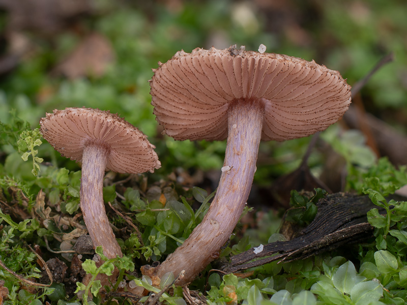 Inocybe obscuroides Inocybe obscuroides